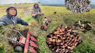 Lou khaoba (ReapingPaddy) Harvesting season..