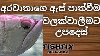 How To Prevent Drop Eye [ ඇස් පාත්වීම වලක්වාලීමට උපදෙස් ] FishFix SriLanka