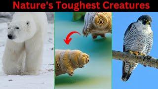 Survival Secrets of Nature's Toughest Animals