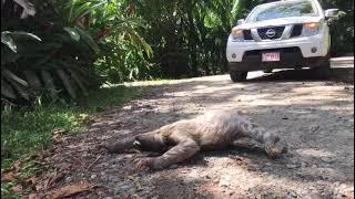 Three-Fingered Sloth Crossing a Road in Costa Rica | The Sloth Conservation Foundation