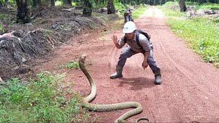 KING COBRA RAKSASA MUNCUL DIKEBUN SAWIT | MANDA PETUALANG | KING COBRA | ULAR