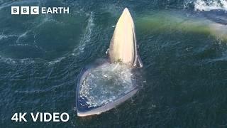 Eden's Whale's Incredible New Hunting Technique Helps Survival | 4K UHD | BBC Earth