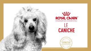 Royal Canin - Nutrition pour Caniche