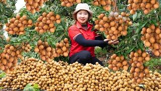 Harvesting Longan, How To Make Dried Longan Go To The Market Sell| Harvesting Farm Produce