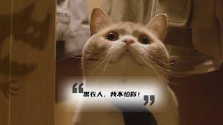 主人遇到危險，小貓必將迎戰！ ！| 奶糕成精檔案社