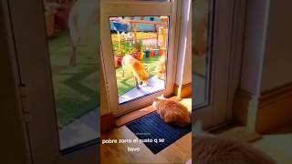 Funny Animals 2023  - Funniest Cats and Dogs video   #shorts
