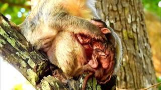 Fresh newborn baby monkey I well come to newborn monkey I Congrats mom Scarelet