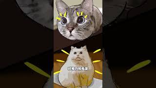 猫咪可以吃哦 #抖音原创动漫 #猫咪 #猫咪的迷惑行为 #轻漫计划 一口小鸭梨