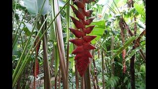 Tropical Garden Tour (Best Botanic Garden in Australia) Part 1