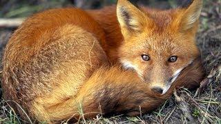 Question Of The Day: Should Fox Hunting Be Aloud?