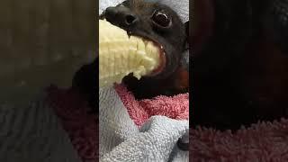 Bat Enjoys Banana