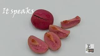 Kola nut