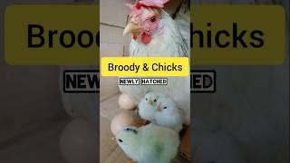 Good Morning!  Broody and Chicks ( Day2 )