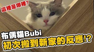 布偶貓Bubi初次搬到新家的反應？｜小許生活