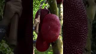 Enjoying life in countryside #harvesting #fruit /red jackfruit #satisfying #natural #nature