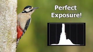 Bird Photography Tips From a Bird Hide - Great Spotted Woodpeckers (Canon R6 & EF 500mm F/4 Lens)