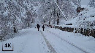 Tree SNAPPED on my walk, HEAVY SNOWFALL Christmas feeling