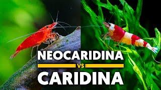 Neocaridina Shrimp VS Caridina Shrimp  Understanding The Differences