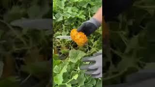 How it Grows : Kiwano Melon #shorts #earthday