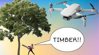 Large walnut tree felling, WITH DRONE FOOTAGE