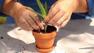 How to Propagate Aloe Vera 