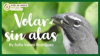 Volar sin alas - Cortometraje | HOTEL DEL PARQUE VADO REAL 2019.