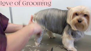 Yorkie Pet Grooming