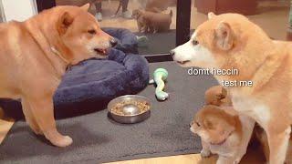 Daddo got mom very A M G E R Y / Shiba Inu puppies (with captions)