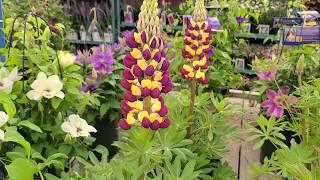 Westcountry™ 'Manhattan Lights' Lupine - A Superb Lupine with UNIQUE Bi-colored Spikes of Color