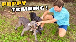 TRAINING MY NEW PUPPIES !