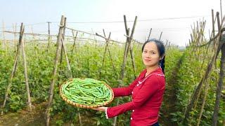 Harvesting green beans: Cooking delicious village dishes | Pink Garden