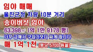 임야매매 울진군 송이버섯 임야매매 투자용으로 놔두셔도 좋습니다