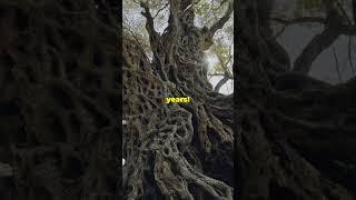 The Immortal Cloning Trees!   #shorts #shortvideo  #facts #science