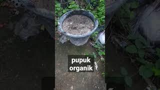 pupuk organik kotoran kelinci