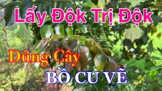 Cây Độk Trị Độk Bằng Cây Bồ Cu Vẽ | CTVC