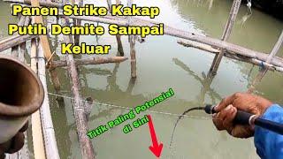 LEBIH GILA !!!! KAKAP PUTIH DI RUMPON INI LUAR BIASA SAMPAI STRIKE BERKALI"( MANCING SEMARANG