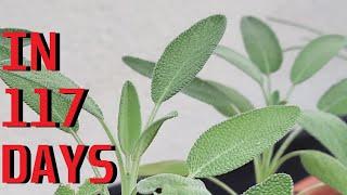 How to grow Sage "Salvia officinalis L." from seeds