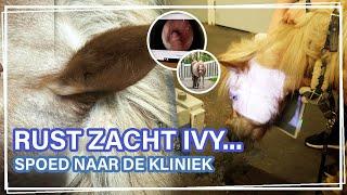 Rust zacht Ivy... met SPOED naar de KLINIEK! || Paardzoektbaas