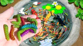 Catch Strange Ornamental Fish in Tiny Pond, Shrimp, Turtles, Insects, Grass Guppies, Discus Fish