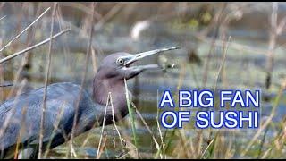 The Little Blue Heron: NARRATED