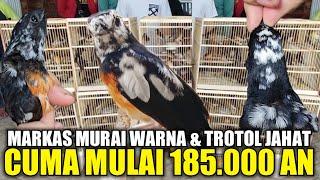 UNBOXING MURAI BLOROK & TRAH PRESTASI DIOBRAL MURAH ! SEMUA DIJUAL MULAI 185.000 AN ADA FREE ONGKIR