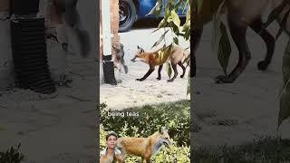  #wildlife #animals #wildfoxes #fox #foxhunting #nkvlogs