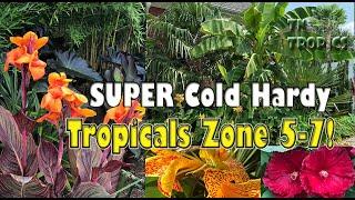 SUPER Cold Hardy Tropical Plants for Zones 5-7!