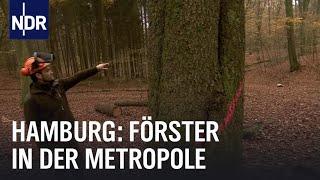 Hamburg: Der junge Großstadtförster | Die Nordreportage | NDR Doku