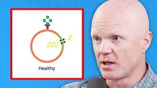 How to QUICKLY Reverse Insulin Resistance! | Dr. Ben Bikman