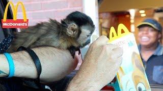 Baby Monkey Visits Mcdonalds Drive Thru! (MONKEYHAPPY MEAL)