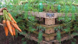 Use pallets to grow carrots for the family. You don't need to buy carrots from the market anymore