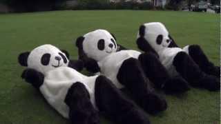 Panda sit-ups!