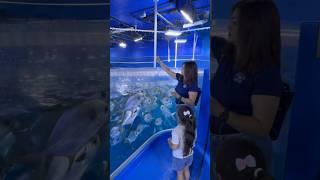 under water zoo Dubai mall #dubai #dubaimall #shorts #dubaimallaquarium #likebani #harbani17