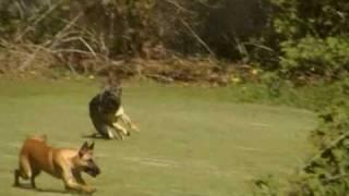 German Shepherd and Belgian Malinois try out Lure Coursing